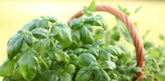 Basilico 765 0 016 Basilico_ok